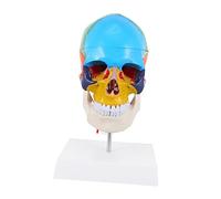 Zerodeko Modèle de crâne coloré crâne humain d'enseignement scolaire modèles d'anatomie modèle de crâne humain coloré modèle d'enseignement du crâne modèle tête de mort PVC