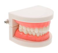 Zerodeko Modèle de Dents D'étude Précis Moule Réaliste en Matériaux Solide pour Enseignement Buccal et Opérations Pratiques des Étudiants en Dentisterie