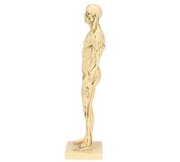 Zerodis Autres Objets Décoratifs Modèle d'anatomie Figurine en Résine avec Détails Musculaires Semi-Peau Semi-écologiques pour l'enseignement du Dessin Collection d'art Modèle de Muscle Humain