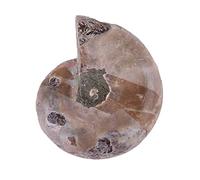 Zerodis Couches de Spécimen Fossiles de Madagascar, Pierre Unique pour L'enseignement Scolaire et Collection Personnelle (Diamètre 4cm)