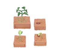 Zerodis Cycle de Croissance Modèle éducatif des Haricots Jouets Réalistes pour Les Enfants Pendant 4 Ans, Un Ensemble de 4 Modèles D'éducation/Adresse Scolaire