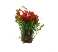 zeroupshop Kit Fleurs et Arbustes DIY Maquette 3.5cm Réaliste(Large red) | RÃ©alisme accru, couleurs vives, pour idÃ©al trains rÃ©duits, maisons de , dioramas historiques