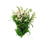 zeroupshop Kit Fleurs et Arbustes DIY Maquette 3.5cm Réaliste(White) | RÃ©alisme accru, couleurs vives, pour idÃ©al trains rÃ©duits, maisons de , dioramas historiques