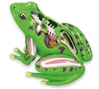 Zghhc Modèle D'anatomie De Grenouille 4d, Dissection De Biologie, Jouets Montessori, Organes De Grenouille Détachables, Aide Pédagogique pour Enfants