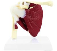 Zghhc Modèle D'articulation Musculaire De L'épaule - Modèle Anatomique De L'articulation Humaine - Muscles sous-scapulaires De Musculature De L'épaule pour L'aide À Formation Médicale