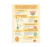 ZGPOSQKZSC Plant Reproduction Poster, Flowering Plants (Angiosperms) Life Cycle & Fertilization Chart, Science Classroom Decoration & Learning Tool(Unframed,12x18inch(30x45cm))