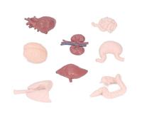 Zhangpu Modèle Réaliste D'organes du Corps Humain, 8 Pièces, Modèle de Cerveau et de Cœur, Outil D'enseignement éducatif pour Les étudiants, Apprentissage des Sciences