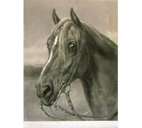 ZHAOSHAN Célèbre Affiche Mur Art Poster DéCoration Murale a Monsieur Le Colonel Cody de Rosa Bonheur Graffiti Impression Toile Pour la Décoration de la Chambre à Coucher 60x90cm
