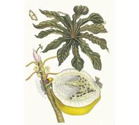 ZHAOSHAN Célèbre Affiche Mur Art Poster DéCoration Murale Carica Papaye de Maria Sibylla Merian Graffiti Impression Toile Pour la Décoration de la Chambre à Coucher 60x90cm