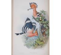 ZHAOSHAN Célèbre Art DéCorative Tableaux Sur Toile Animal Oiseau Upupa Epops Assiette des oiseaux de Bretagne par John Gould Moderne Mur Art Pour la Décoration de la Chambre à Coucher 60x90cm