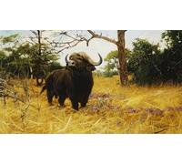 ZHAOSHAN Célèbre Art DéCorative Tableaux Sur Toile un animal Kaffir dans Prairie Grass par Wilhelm Kuhnert Moderne Mur Art Pour la Décoration Murale 60x90cm