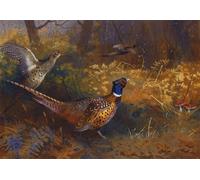 ZHAOSHAN Célèbre Art DéCorative Tableaux Sur Toile un coq et une poule faisan à l'orée d'un bois par Archibald Thorburn Moderne Mur Art Pour la Décoration de la Chambre à Coucher 60x90cm