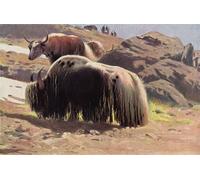 ZHAOSHAN Célèbre Art DéCorative Tableaux Sur Toile Yak domestiqué d'après Wilhelm Kuhnert Moderne Mur Art Pour la Décoration de la Chambre à Coucher 60x90cm