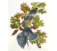 ZHAOSHAN Célèbre Oeuvre Dimpression Wall Art Peintures Canada Jay de John Audubon Tableaux Modernes Pour la Décoration de la Chambre à Coucher 60x90cm