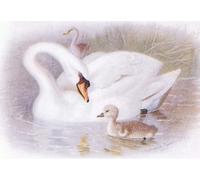 ZHAOSHAN Célèbre Oeuvre Dimpression Wall Art Peintures Cygne muet par Archibald Thorburn Tableaux Modernes Pour la Décoration de Bureau 60x90cm
