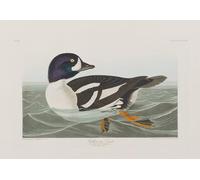 ZHAOSHAN Célèbre Oeuvre Dimpression Wall Art Peintures Illustration des oiseaux d'Amérique par John Jame Audubon Tableaux Modernes Pour la Décoration Murale 60x90cm