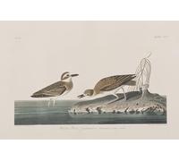ZHAOSHAN Célèbre Oeuvre Dimpression Wall Art Peintures Illustration d'oiseaux d'Amérique par John Audubon Tableaux Modernes Pour la Décoration de Bureau 60x90cm
