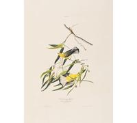 ZHAOSHAN Célèbre Oeuvre Dimpression Wall Art Peintures Illustration d'oiseaux d'Amérique par John Audubon Tableaux Modernes Pour la Décoration Murale 60x90cm