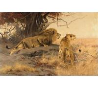ZHAOSHAN Célèbre Oeuvre Dimpression Wall Art Peintures un et une lionne dans la savane de Wilhelm Kuhnert Tableaux Modernes Pour la Décoration de la Chambre à Coucher 60x90cm