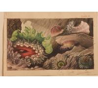 ZHAOSHAN Célèbre Oeuvre Dimpression Wall Art Peintures une histoire des anémones de mer et des coraux britanniques par Philip Henry Gosse Tableaux Modernes Pour la Décoration de Bureau 60x90cm