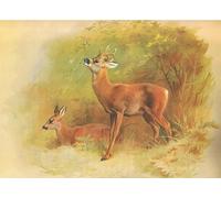 ZHAOSHAN De Célèbres Tableaux Imprimer Affiche Toile Avec Image Chevreuil des mammifères de Thorburns par Archibald Thorburn Impression Peinture Huile Pour la Décoration Murale 60x90cm