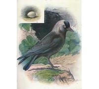 ZHAOSHAN De Célèbres Tableaux Imprimer Affiche Toile Avec Image Choucas des tours Corvus Monedula par George Rankin Impression Peinture Huile Pour la Décoration de Bureau 60x90cm