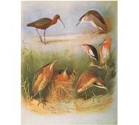 ZHAOSHAN De Célèbres Tableaux Imprimer Affiche Toile Avec Image Glossy Ibis Bittern commun Bihoreau Petit Blongios Crabier chevelu par Archibald Thorburn Pour la Décoration Murale 60x90cm