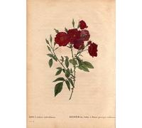 ZHAOSHAN De Célèbres Tableaux Imprimer Affiche Toile Avec Image Rose des Indesfleurs presque violettes par Pierre Redouté Impression Peinture Huile Pour la Décoration de Bureau 60x90cm
