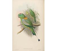 ZHAOSHAN De Célèbres Tableaux Paysage Toile Affiche Affiche De Arts Animal Oiseau Prioniturus Setarius Prioniturus Platurus par John Gould Pour la Décoration de la Chambre à Coucher 60x90cm