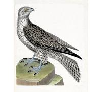 ZHAOSHAN Imprimer Affiche Toile Avec Image Illustration islandaise de Gerfault dans l'histoire des oiseaux de François Nicolas Maritinet Pour la Décoration de la Chambre à Coucher 60x90cm