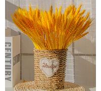 zhibang éPis De Blé SéChéS,Gerbes De Blé SéChéEs,Fait De Blé Naturel éPis De Blé, pour DéCoration De Maison, HôTel, Mariage (Orange)