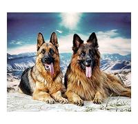 ZHXXFD Diamond Painting Complet Chien De Berger 30X40Cm Broderie Diamant Diy Kit Peinture Diamant 5D Complet Animaux Tableau Perle Strass Grande Taille Puzzle Point De Croix(206)