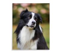 ZHXXFD Diamond Painting Strass Cristal Chien Border Collie,Broderie Diamant Kit Complet Animaux 30X40 Kit De Peinture Diamant 5D Diy Broderie De Strass,A1