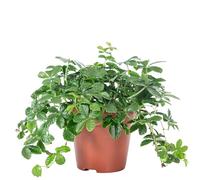 Zimmerwein Smit Verona Vein - Plante d'intérieur facile d'entretien - Parthenocissus striata - Hauteur : environ 20 cm - Diamètre du pot : 10,5 cm
