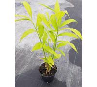 Zingiber mioga/Gingembre du Japon/Conteneur de 2 à 2.9 litres/Vivace aromatique comestible