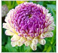 Zinnia bulbi Bulbi di dalia bulbi da piantare fiori enormi bulbi fiori adatti per decorazioni domestiche abbellimento di uffici piantagioni di giardini piantati in vaso o a terra