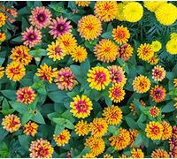 Zinnia Carrousel Graines de mélange - Zinnia Elegans