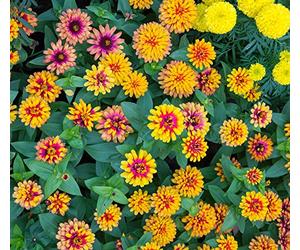 Zinnia Carrousel Graines de mélange - Zinnia Elegans