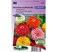 Zinnia élégant à fleurs doubles Giant of California Mix - Graines de fleurs annuelles - Environ 1 g | SG6375