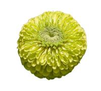 Zinnia Envy Graines Zinnia Elegans Dahliaeflora