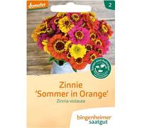Zinnie - L'été en orange