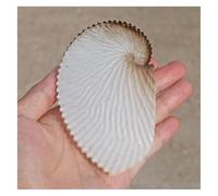 ZIUBMVDYC 9 à 10 cm énorme conque océanique Grandes coquilles de décoration Plage Nautique for Mariage la Maison Aquarium -Coquillages naturels
