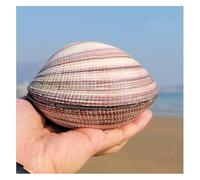 ZIUBMVDYC 9 à 11 cm for décoration de Mariage, fête sur Le thème la Plage, décorations for Maison, Bricolage (la Coque ne Peut Pas être Ouverte) -Coquillages naturels(9~10cm)