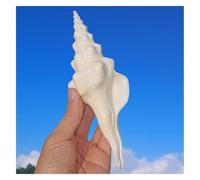 ZIUBMVDYC Coquillages géants de 13 à 14 cm, énorme conque océanique Parfaite for la décoration Mariage, d'aquarium, fête thème -Coquillages naturels