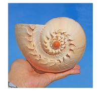 ZIUBMVDYC Énorme conque océanique 12~23 cm Coquillages Jaunes, for décorations de fête, Aquarium -Coquillages naturels(12~14cm)