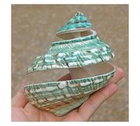 ZIUBMVDYC Grand Coquillage Naturel Rare et véritable de 9 à 11 cm, idéal for Aquarium, décoration Mariage, fête thème -Coquillages naturels(10~11cm)