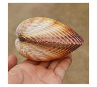 ZIUBMVDYC Grandes coquilles de conque for la décoration, Coquillages naturels rares 7 à 10 cm for fête thème, décorations for Maison, Aquarium -Coquillages naturels(8~9cm)
