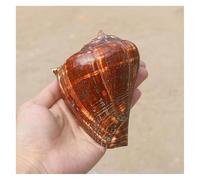 ZIUBMVDYC Grands Coquillages de conque for la décoration, naturels rares 10 à 14 cm for fête thème, décorations for Maison, Aquarium -Coquillages naturels(10~12cm)