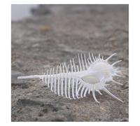 ZIUBMVDYC Grands Coquillages naturels Blancs, énormes conques océaniques de 10 à 12 cm, rares Parfaits for la décoration Mariage, Aquarium -Coquillages naturels(11cm)