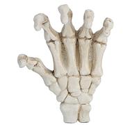 ZJchao Hands Squelettes, Halloween Hands Squelette Hands Zombies Fausses Hand High Dutness Light Weight Hand Os Os Os for Woard Tool Bracket